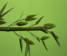 Bamboo