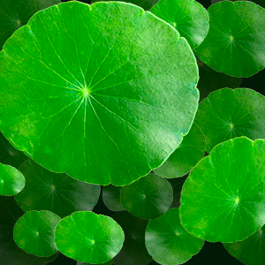 Centella Asiatica