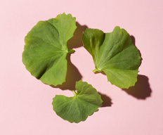 Centella Asiatica