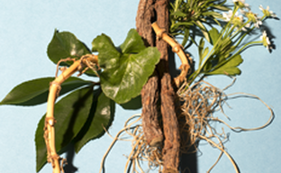 7 Herbs Complex