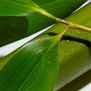 Bamboo