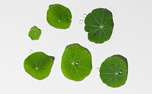 Centella Asiatica